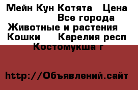 Мейн Кун Котята › Цена ­ 15 000 - Все города Животные и растения » Кошки   . Карелия респ.,Костомукша г.